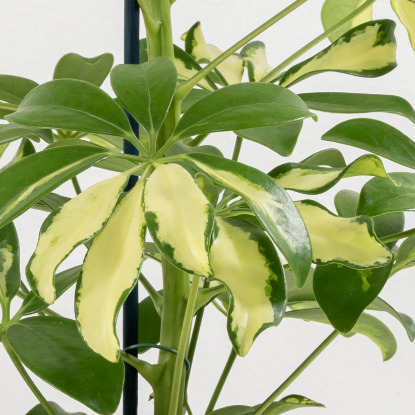 Schefflera Arboricola 'Gerda' Ø13cm