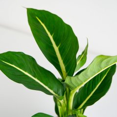 Dieffenbachia Green Magic - Ø 12cm