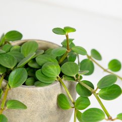 Peperomia tetraphylla Hope