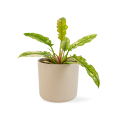 Philodendron 'Ring of Fire' Ø14cm