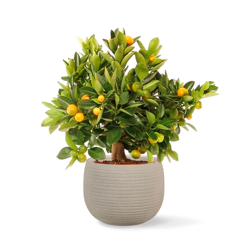 Citrus Calamondin Ø12cm