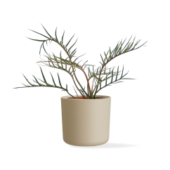 Philodendron Tortum - Ø 12cm