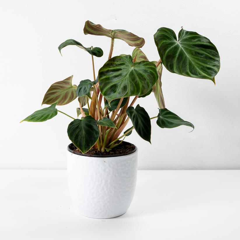 Philodendron verrucosum 'Incensi'