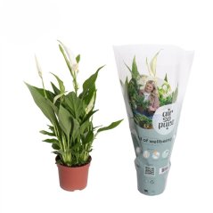 Spathiphyllum 'Pearl cupid' Ø9cm