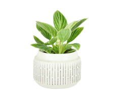 Philodendron 'Birkin' Ø6cm
