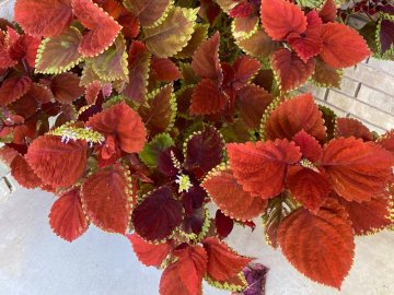 7 podzimních rostlin, které rozehrají zahradu i byt barvami