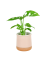 Monstera Adansonii Ø6cm