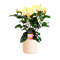 Hibiscus Coctail Ø13cm
