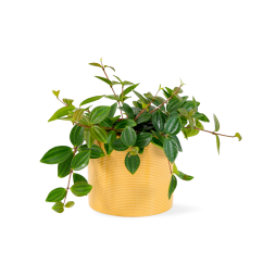 Peperomia 'Rocca Scuro'