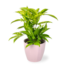 Dracaena surculosa 'Mike' Ø12cm