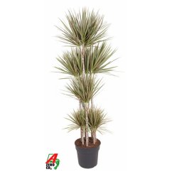 Dracaena 'Bicolor carrousel' Ø34cm
