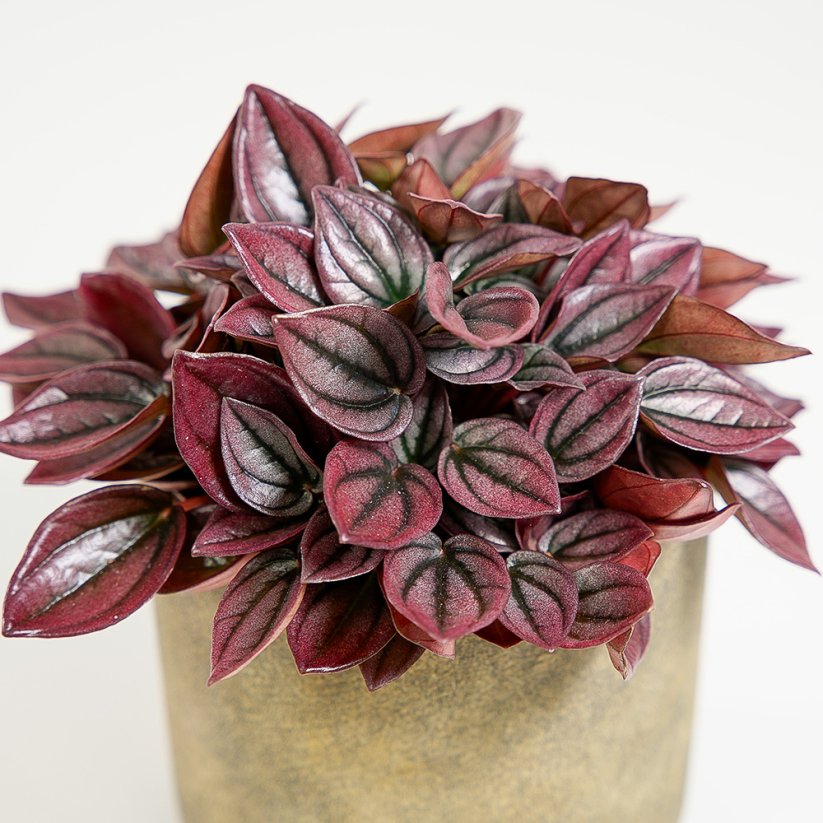 Peperomia caperata "Cayenne"