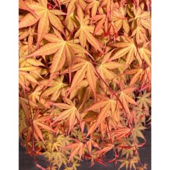 Acer palmatum 'Cascade Ruby' Ø34cm