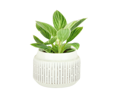 Philodendron 'Birkin' Ø6cm