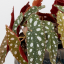 Begonia Maculata "Silver Spot"