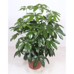Schefflera actinophylla 'Amate' Ø40cm
