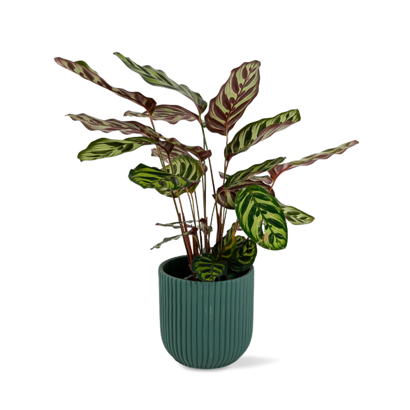 Calathea Makoyana