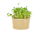 Microgreens sada - Ředkvička 5g