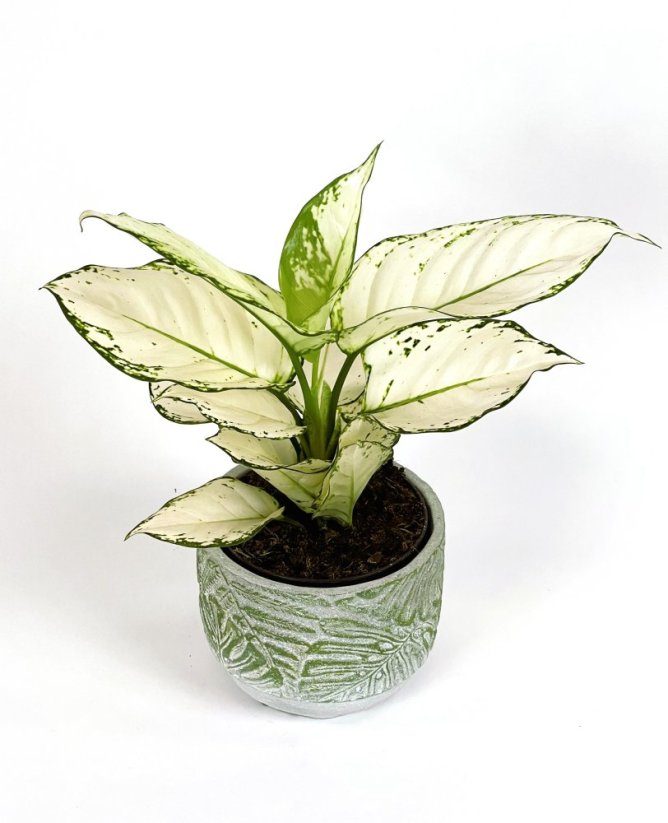 Aglaonema „White joy“