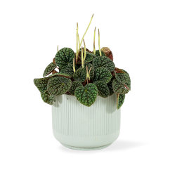 Peperomia 'Green Bubble' Ø11cm