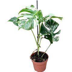 Monstera deliciosa 'Variegata' Ø17cm