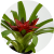 Guzmania