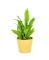 Asplenium nidus 'Campio' Ø12cm