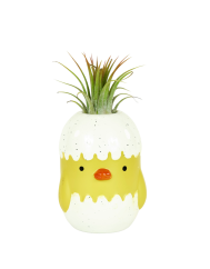 Tillandisia Ionantha v kuřátku