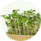 Microgreens