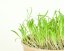 Microgreens sada - Špenát setý 4g