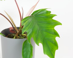 Philodendron 'Mayoi' Ø15cm