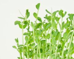 Microgreens sada - Hrách setý 15g