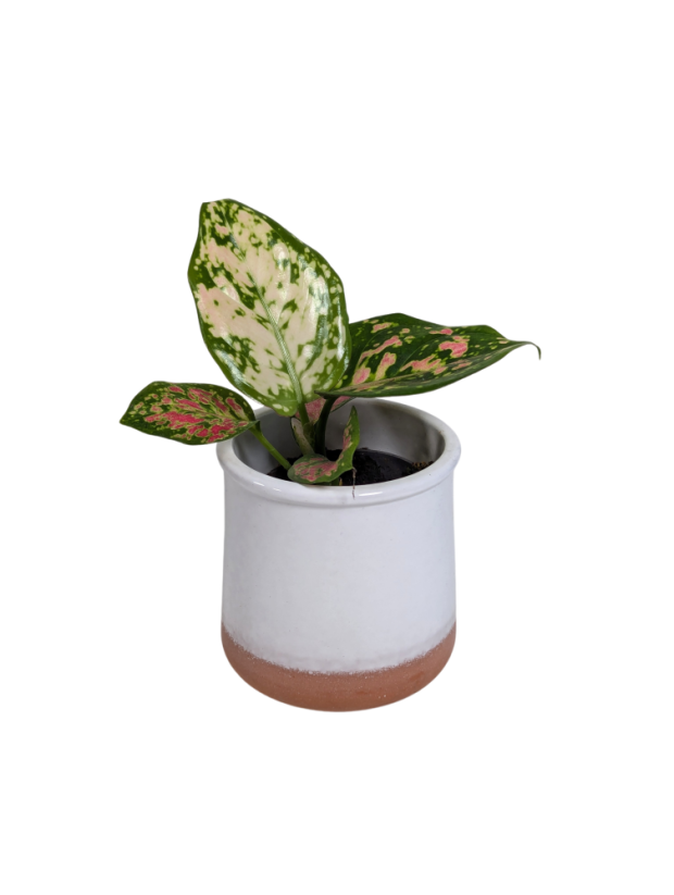 Aglaonema „Red Valentine“ - Ø 6 cm