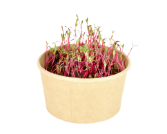 Microgreens sada - Řepa salátová 5g