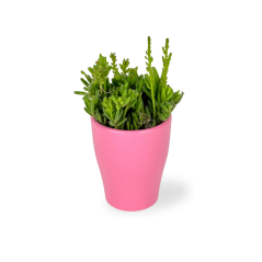 Rhipsalis muscosa Ø5,5cm