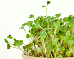 Microgreens sada - Ředkvička 5g