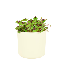 Oxalis deppei 'Iron cross' Ø13cm