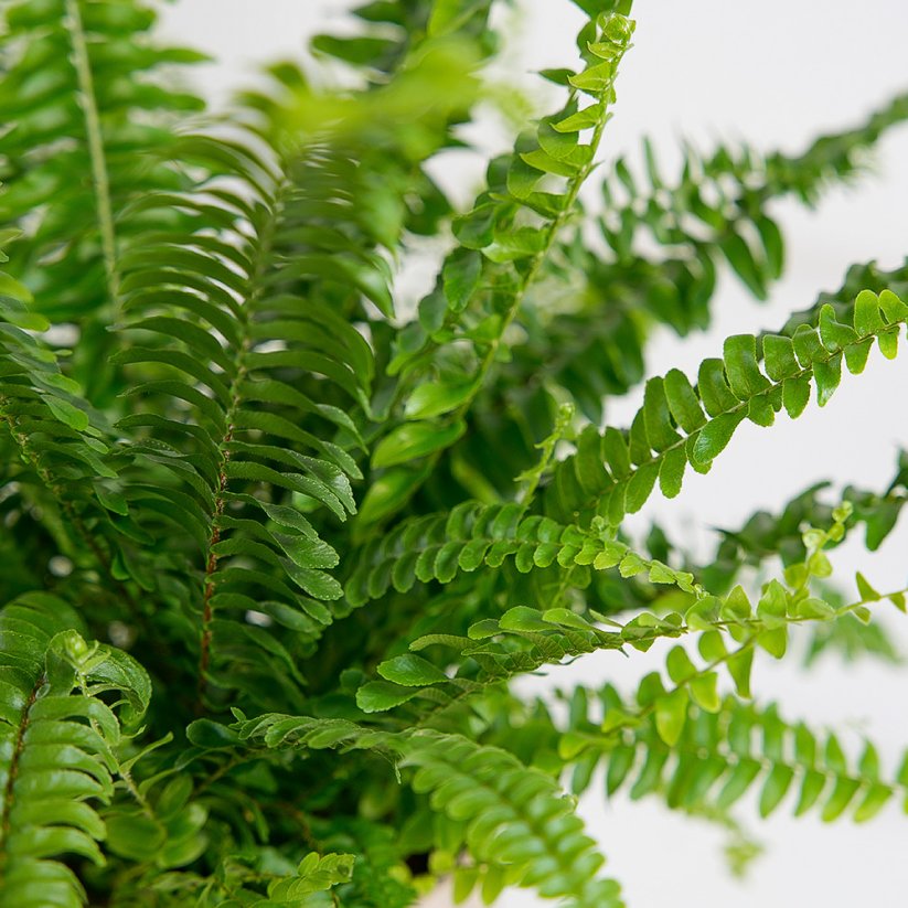 Nephrolepis exaltata 'Green Lady' - Ø12 cm