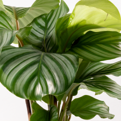 Calathea Orbifolia - Ø 14cm