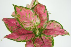 Aglaonema „Red Zircon“ - Ø12 cm