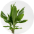 Dracaena