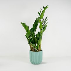 Zamioculcas zamiifolia - Ø 14 cm
