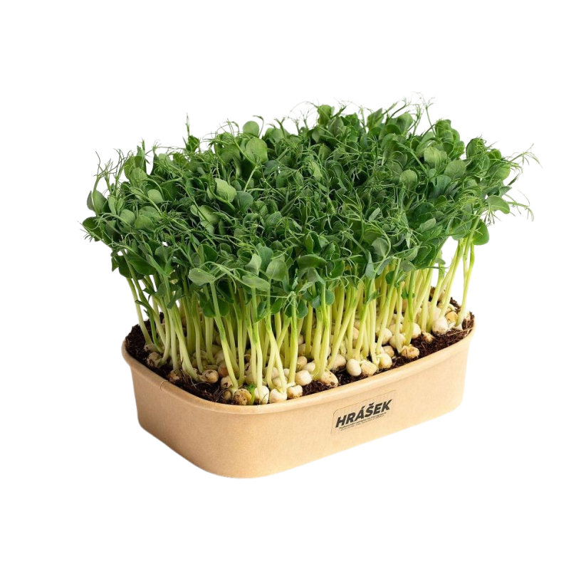 Sada pro domácí pěstování microgreens Hrášek Affyla