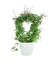 Jasminum Polyanthum Ø12cm