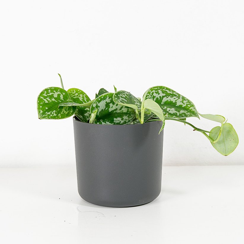 Scindapsus pictus 'Argyraeus' Ø12cm