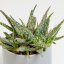Aloe 'Carola' Ø9cm