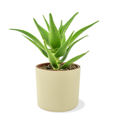 Aloe deltoideodonta Ø13cm