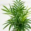 Chamaedorea elegans Ø9cm