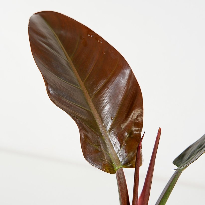 Philodendron 'Imperial Red' - Ø 17 cm