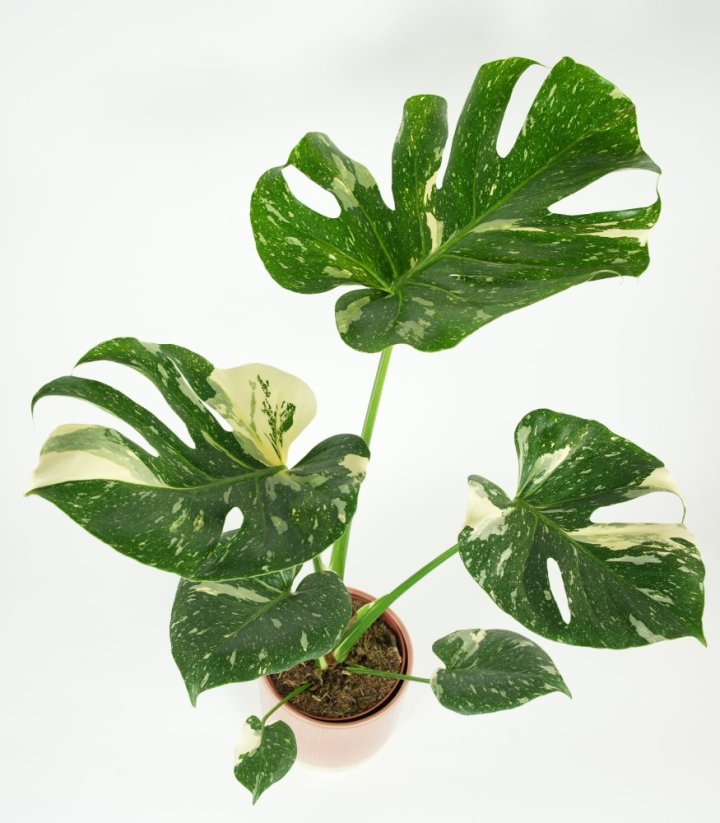 Monstera Deliciosa „Thai Constellation“